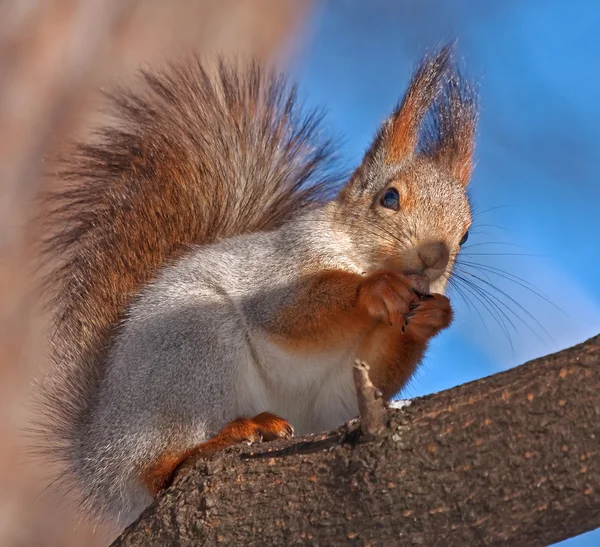 Eichhörnchen auf dem Baum essen — Stockfoto