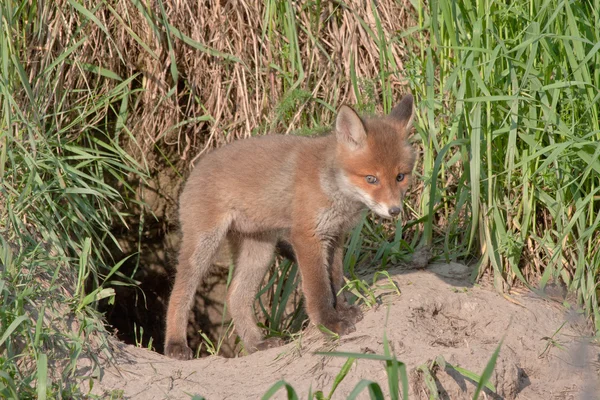 Young fox comes out of the hole — Stock Photo, Image