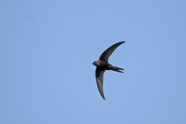 Uçan ortak swift