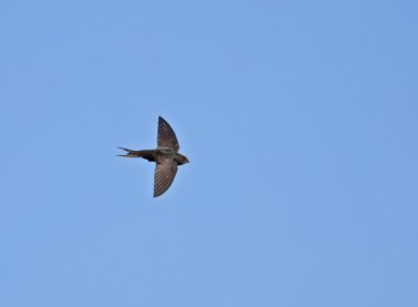 Uçan ortak swift