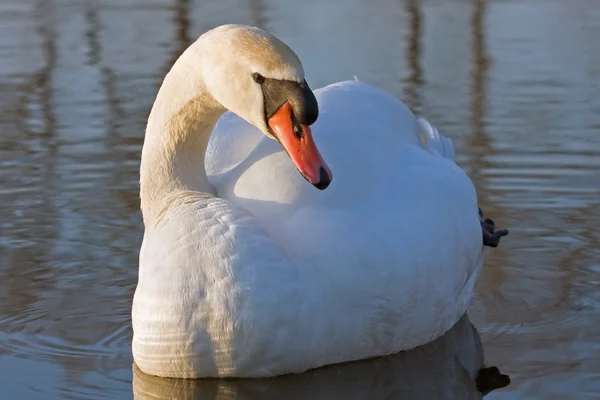 Close-up de Cisne mudo — Fotografia de Stock