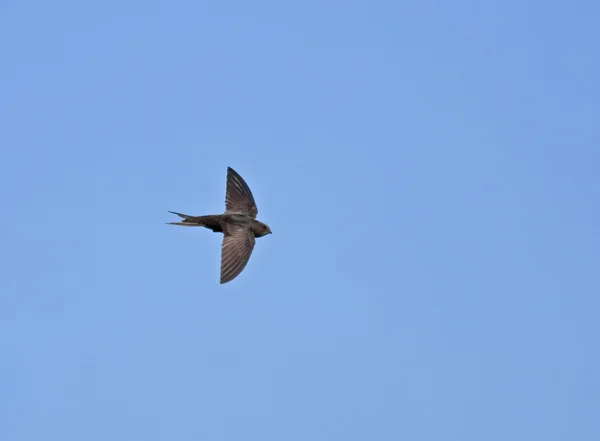 Fliegender Mauersegler — Stockfoto