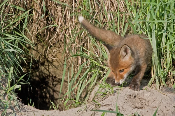 Young fox near the hole — Stock Photo, Image