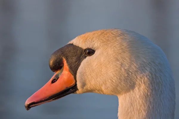 Close-Up sessiz Kuğu — Stok fotoğraf