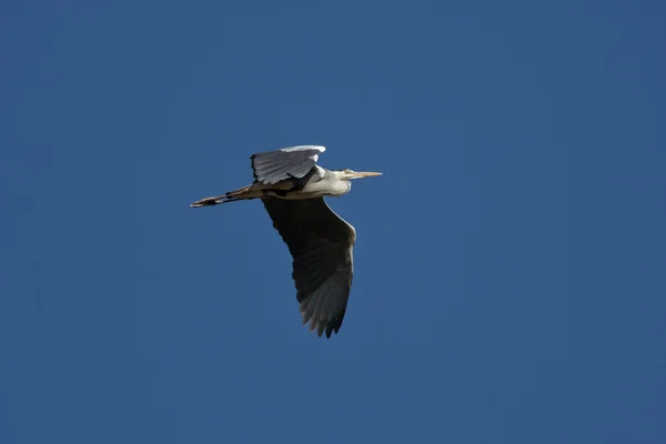 Héron gris volant — Photo