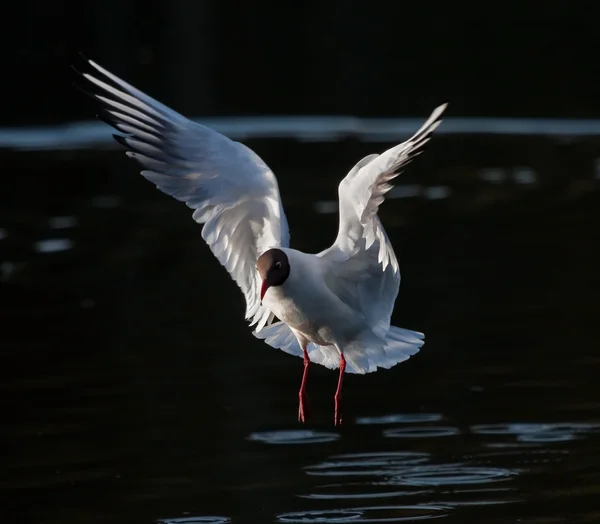 Mouette à tête noire volant sur le lac — Photo