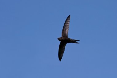 Ortak Swift (Apus apus)