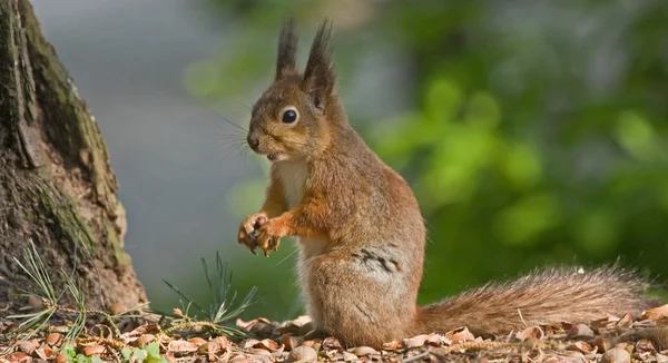 Mangiare scoiattolo nella foresta — Foto Stock