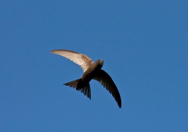Ortak Swift (Apus apus)