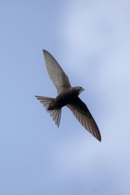 Ortak Swift (Apus apus)