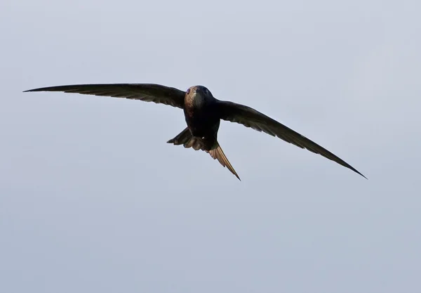 Common Swift (Apus apus) ) — стоковое фото