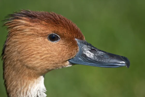 Detailní záběr Husička dvoubarvá — Stock fotografie