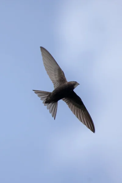 Common Swift (Apus apus) ) — стоковое фото
