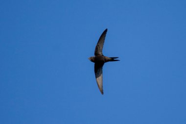 Ortak Swift (Apus apus)