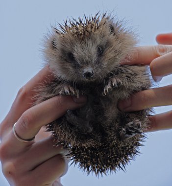 İnsan elinde genç kirpi