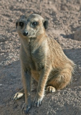 Close-Up Suricate