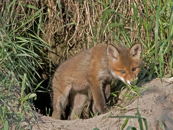 Young fox comes out of the hole — Stock Photo, Image