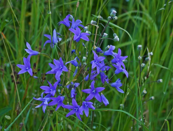 Espalhando bellflower (Campanula patula) no campo — Fotografia de Stock