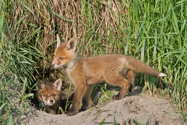 Young foxes playing near the hole — Stock Photo, Image