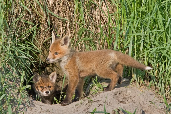 Jóvenes zorros jugando cerca del agujero — Foto de Stock