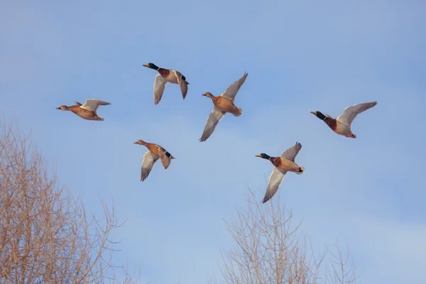 Six flying ducks — Stock Image Six flying ducks Stock Photo