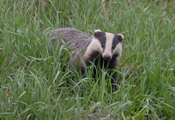 Badger a fűben — Stock Fotó