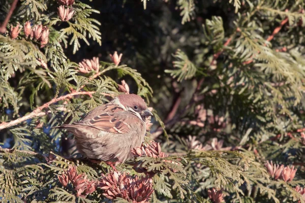 Sparrow på Enens — Stockfoto