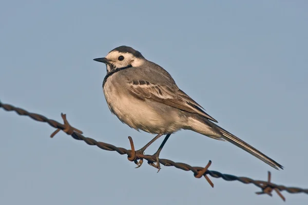 Queue d'aigle blanche (Motacilla alba) — Photo