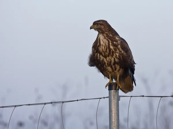 Buse commune (Buteo buteo) — Photo