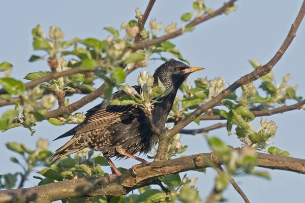 Estorninho europeu (Sturnus vulgaris ) — Fotografia de Stock