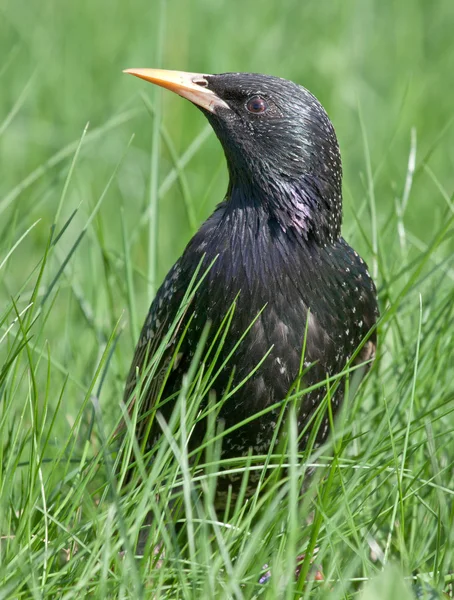 Europeu Starling na grama — Fotografia de Stock