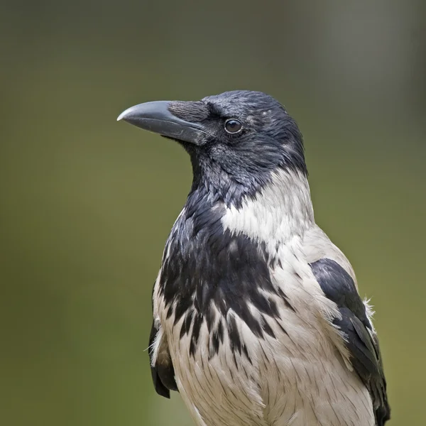 Primer plano del cuervo — Foto de Stock