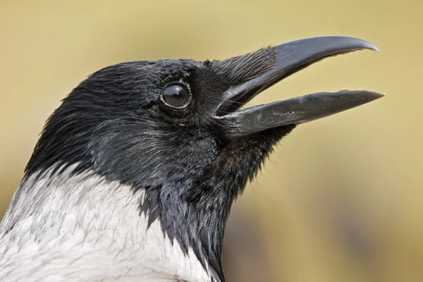 Närbild av kraxar crow — Stockfoto