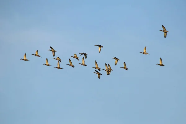 Eine Große Schar Von Enten Fliegt Blauen Himmel Stockente Oder — Stockfoto
