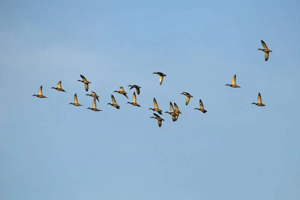 Grande Bando Patos Voando Céu Azul Mallard Pato Selvagem Anas — Fotografia de Stock