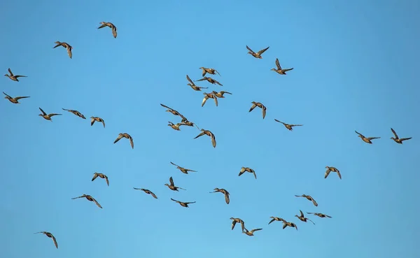 Egy Nagy Csapat Kacsa Repül Kék Égen Mallard Vagy Vadkacsa — Stock Fotó