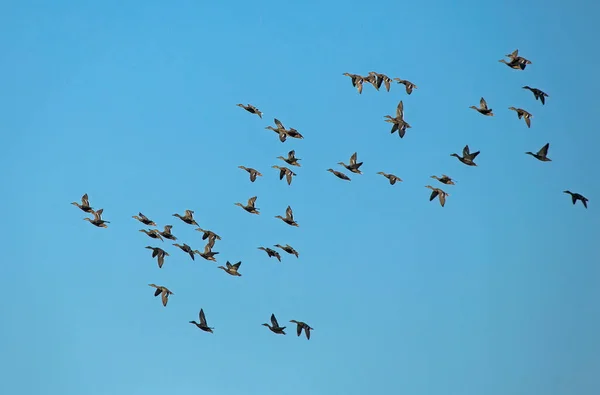 Mavi Gökyüzünde Uçan Büyük Bir Ördek Sürüsü Mallard Veya Yaban — Stok fotoğraf