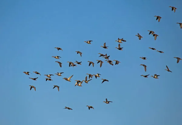 Mavi Gökyüzünde Uçan Büyük Bir Ördek Sürüsü Mallard Veya Yaban — Stok fotoğraf