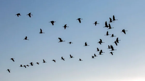 A flock of cranes  flying on the blue sky. Common crane or Eurasian crane (Grus grus).