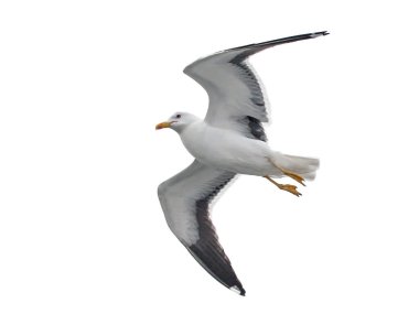 İzole edilmiş uçan martı. Daha Az Siyah Sırtlı Martı (Larus fuscus).