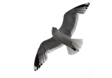 İzole edilmiş uçan martı. Daha Az Siyah Sırtlı Martı (Larus fuscus).