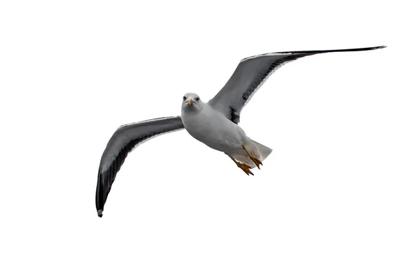 Mouette Volante Isolée Goéland Dos Noir Larus Fuscus — Photo