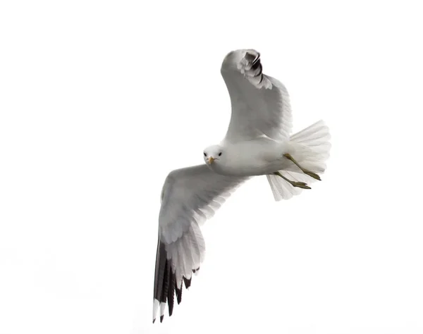 Isolated Flying Seagull Lesser Black Backed Gull Larus Fuscus — Stock Photo, Image