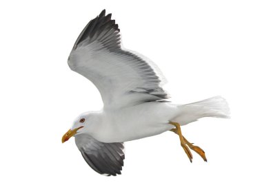 İzole edilmiş uçan martı. Daha Az Siyah Sırtlı Martı (Larus fuscus).