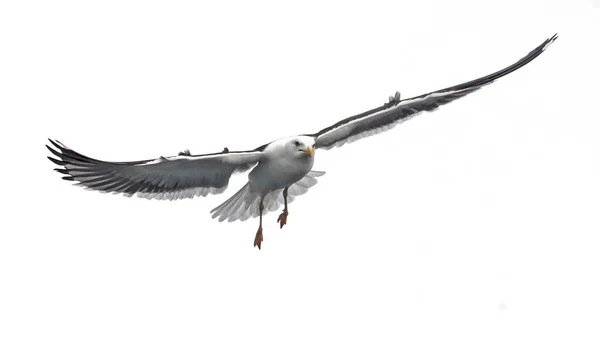 Gabbiano Volante Isolato Gabbiano Dal Dorso Nero Minore Larus Fuscus — Foto Stock