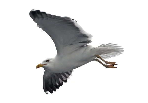 Vereinzelt Fliegende Möwen Schwarzrückenmöwe Larus Fuscus — Stockfoto