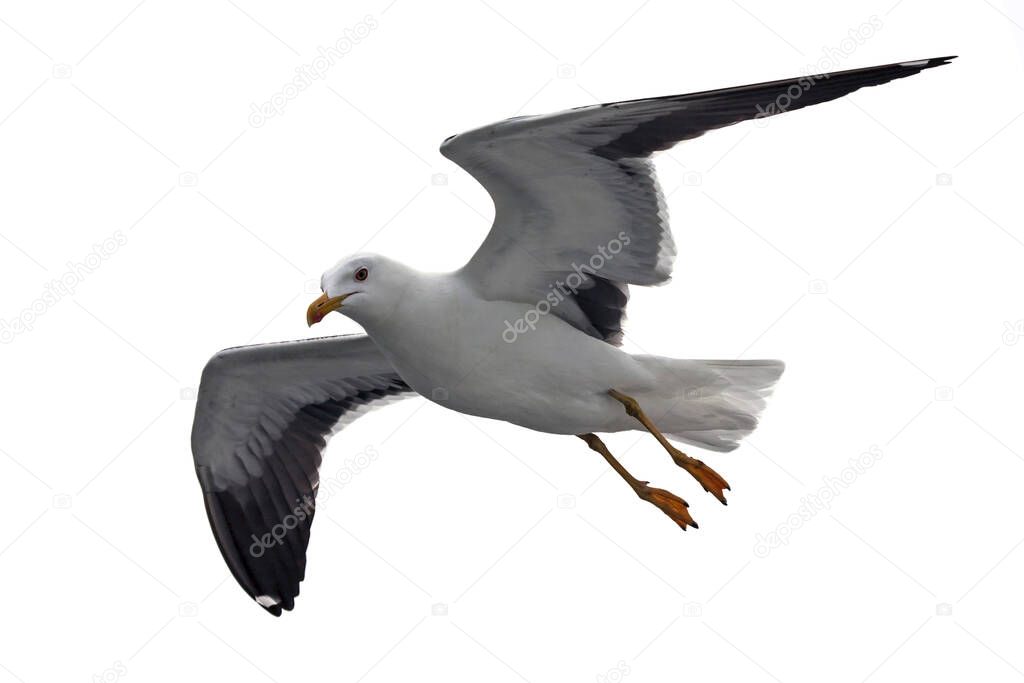 Isolated flying seagull. Lesser Black-backed Gull (Larus fuscus).