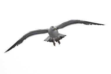 İzole edilmiş uçan martı. Daha Az Siyah Sırtlı Martı (Larus fuscus).