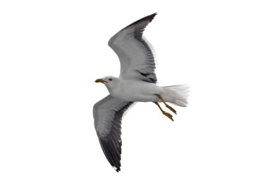 İzole edilmiş uçan martı. Daha Az Siyah Sırtlı Martı (Larus fuscus).