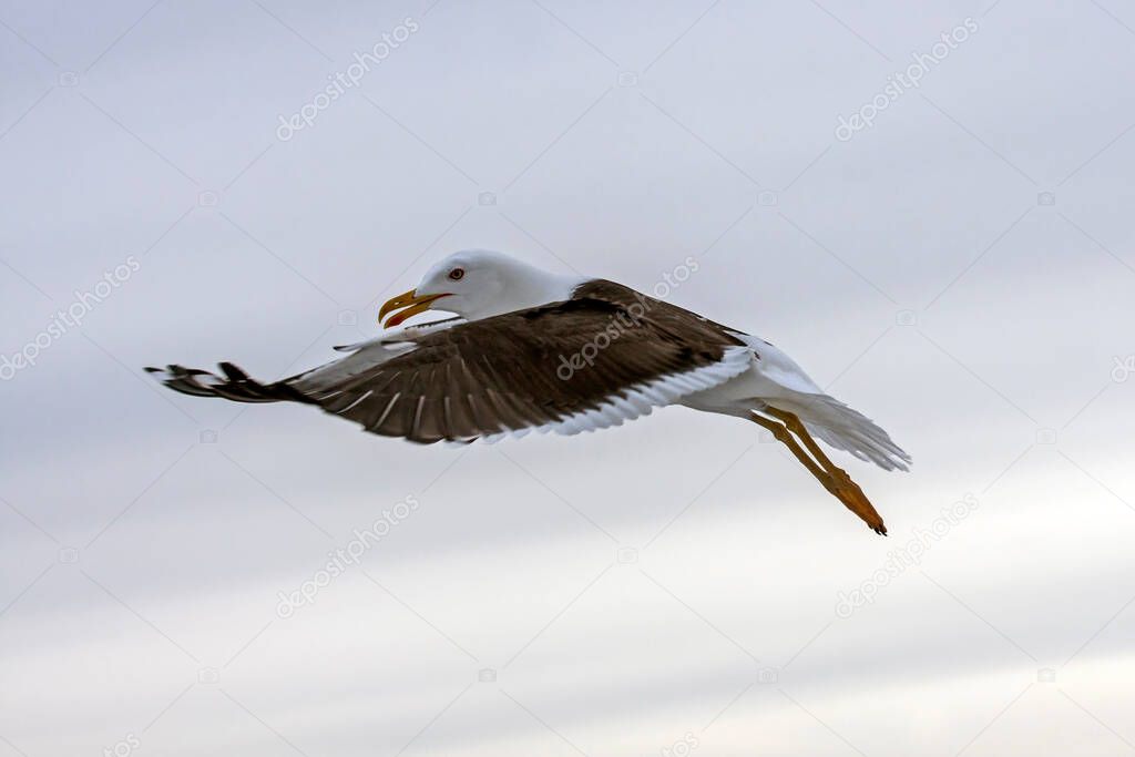 Flying seagull. Lesser Black-backed Gull (Larus fuscus).